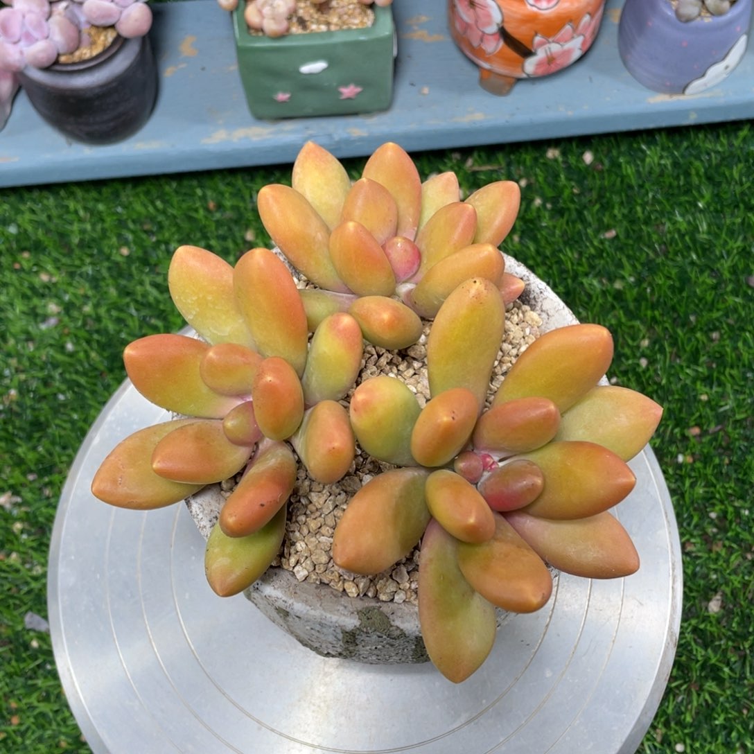 正版芒果奶多肉植物