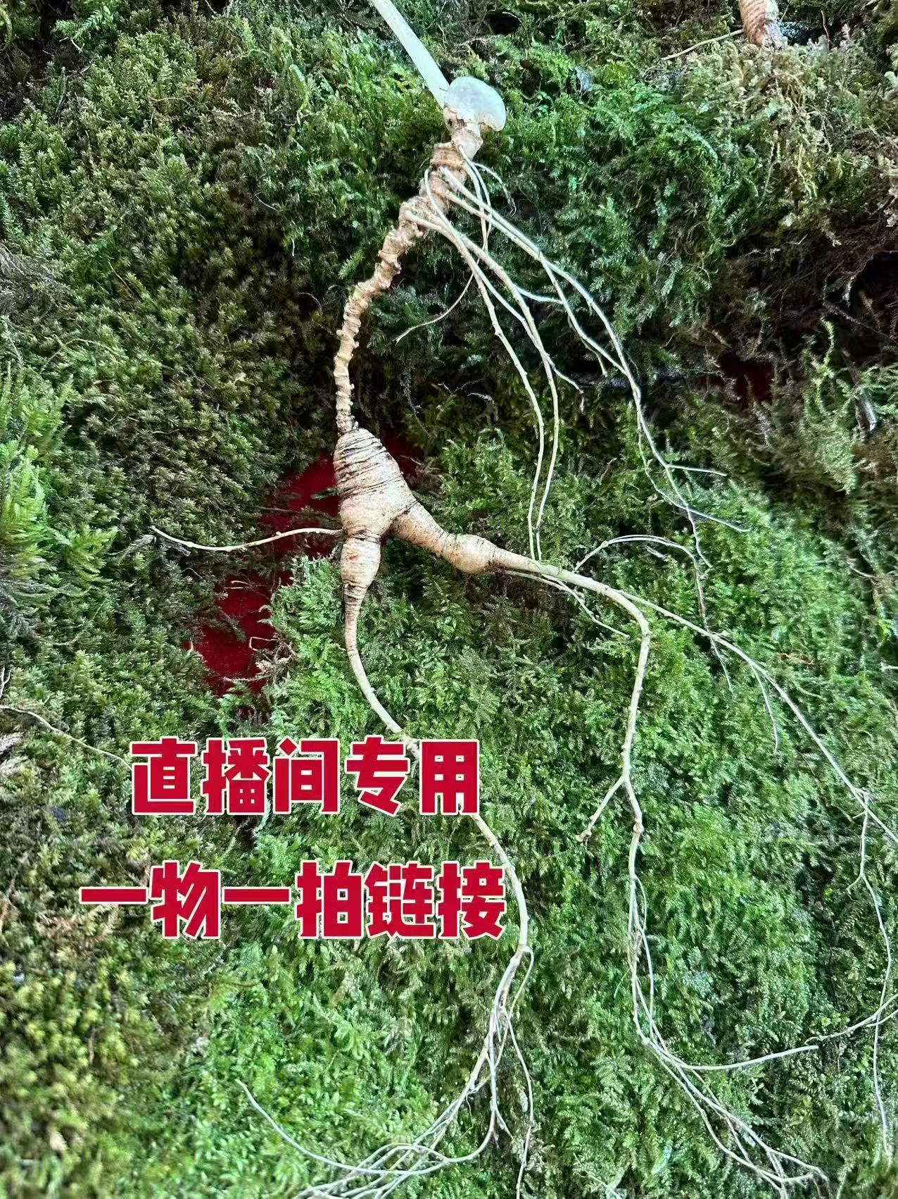 长白山鲜人参泡酒煲汤