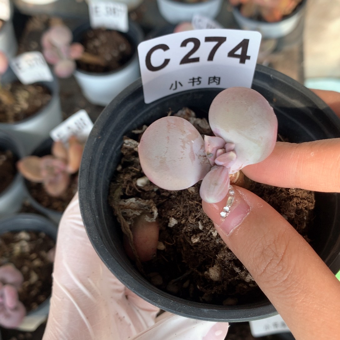 屁桃屁桃274哈哈哈哈哈肉多肉