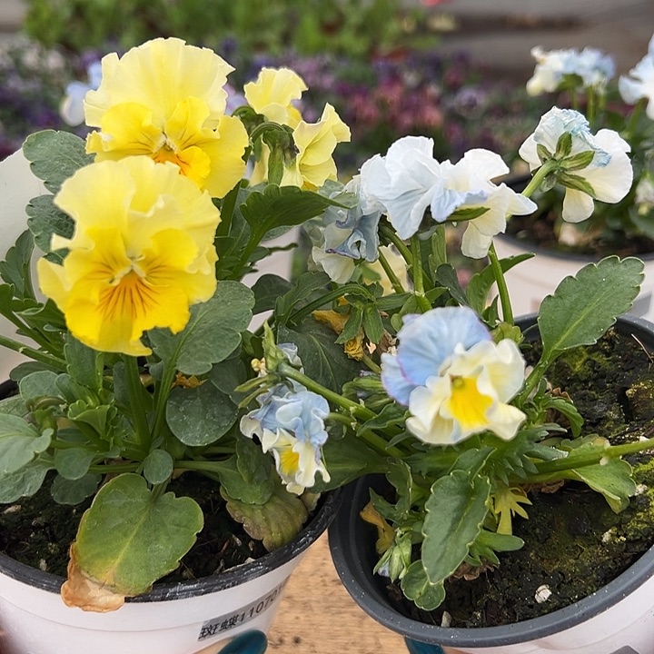 红陶抖音直播闪拍73