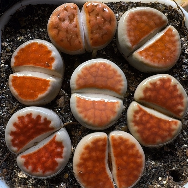 生石花111111。  151