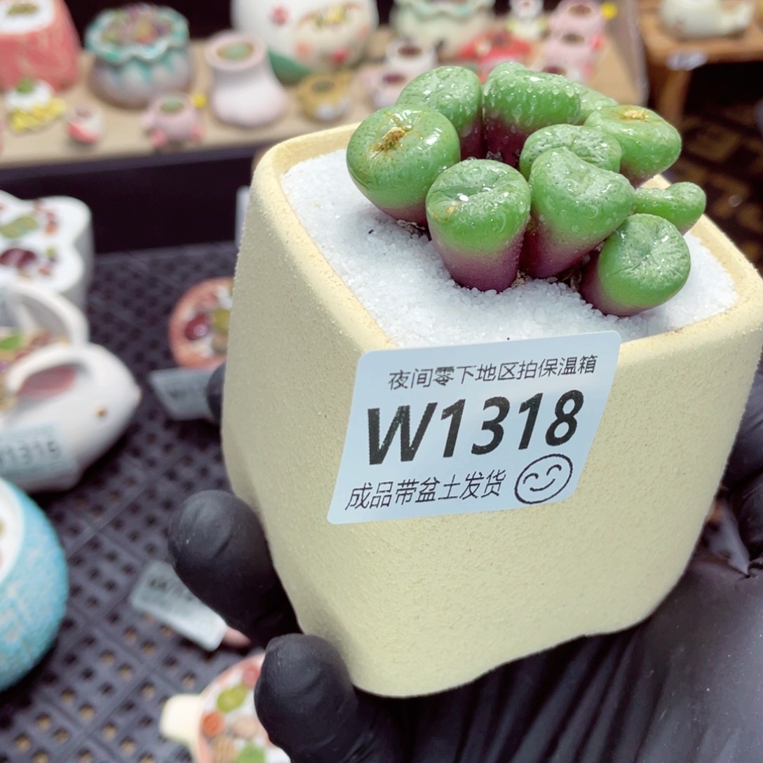 夜间零下地区拍保温箱w1318