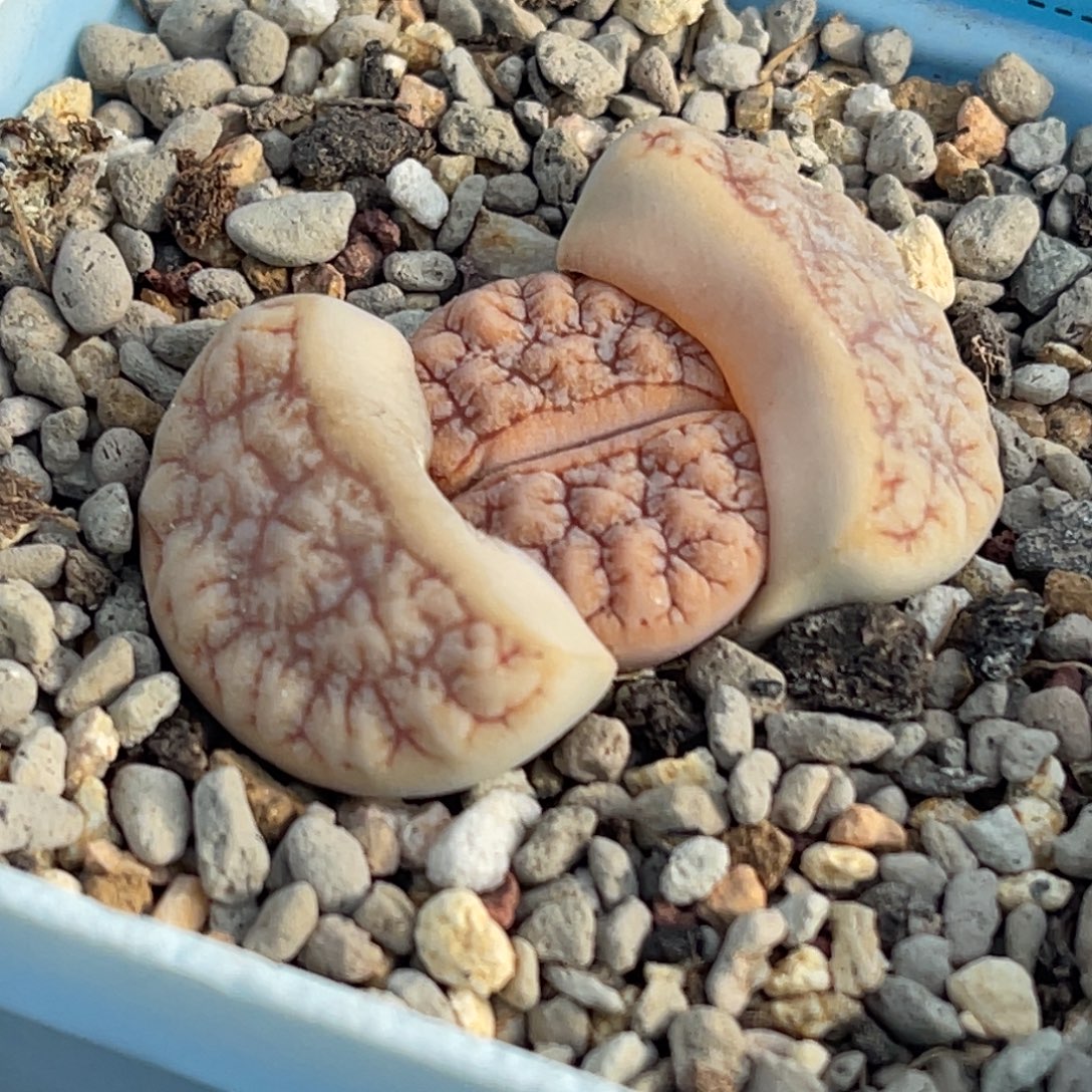 7549凹凸铁189一颗