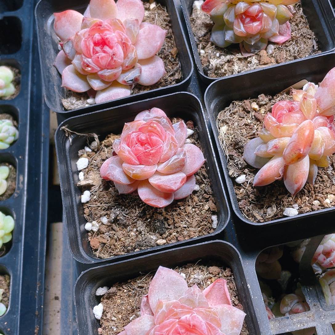 珍妮2号盆一个满25包邮