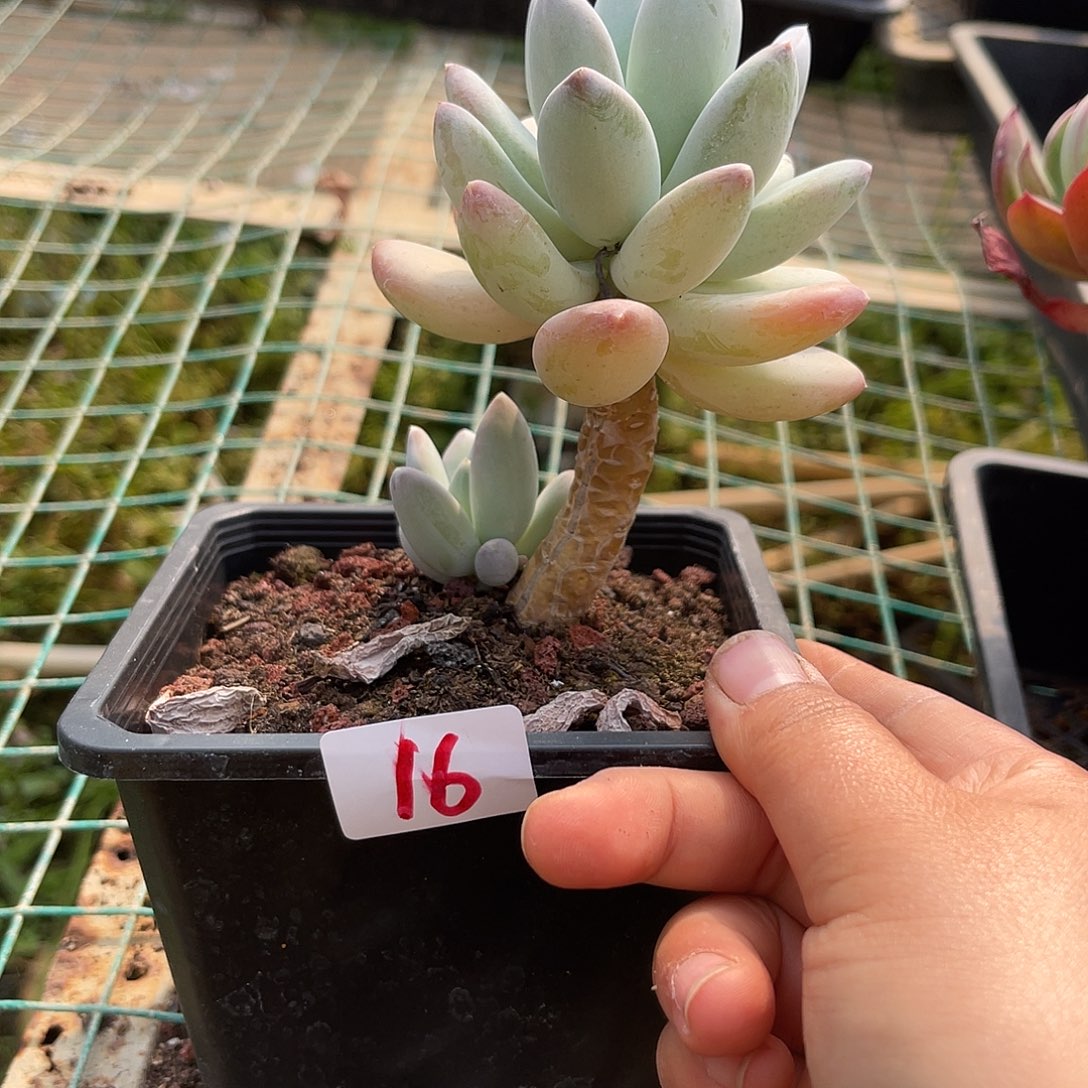 16。   厚叶草。  11111111111