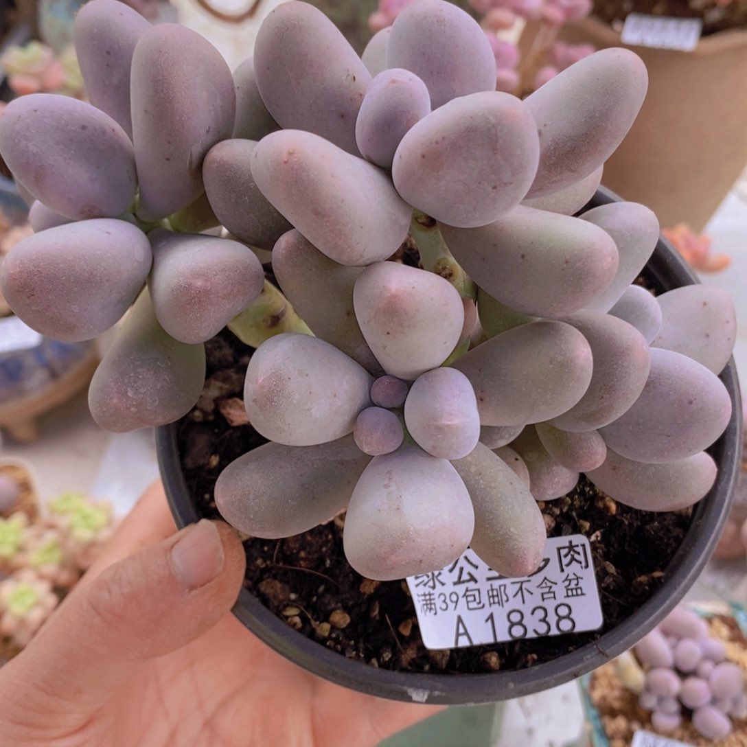 米可11cm1838多肉植物