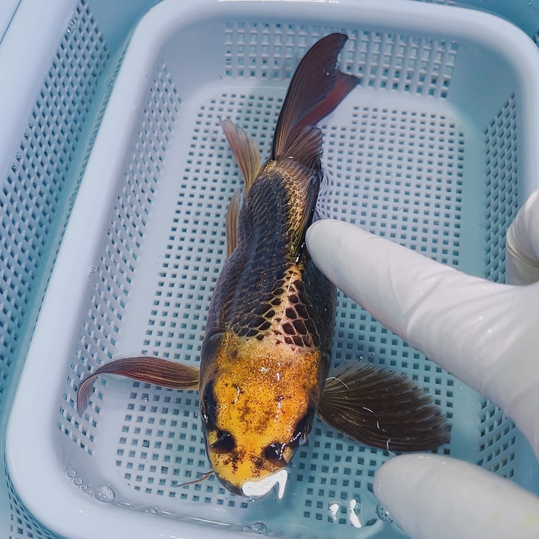 锦鲤锦鲤冷水鱼观赏134