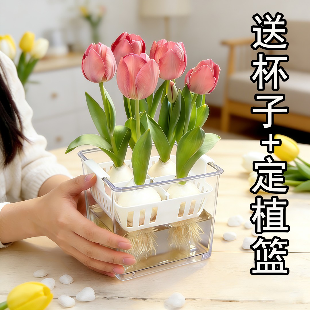 【水培套装】荷兰进口水培郁金香种球5度球水培土培耐寒适合室内外