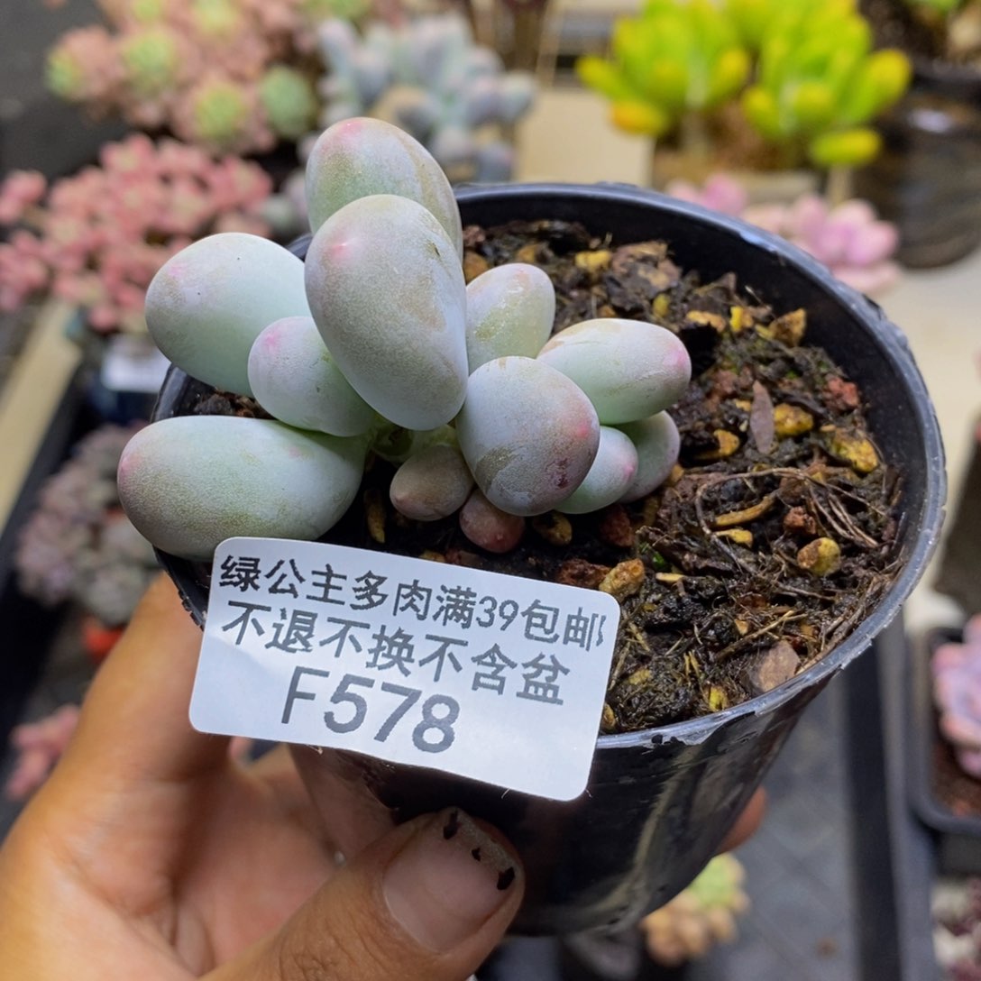 578米可奶多肉4c m