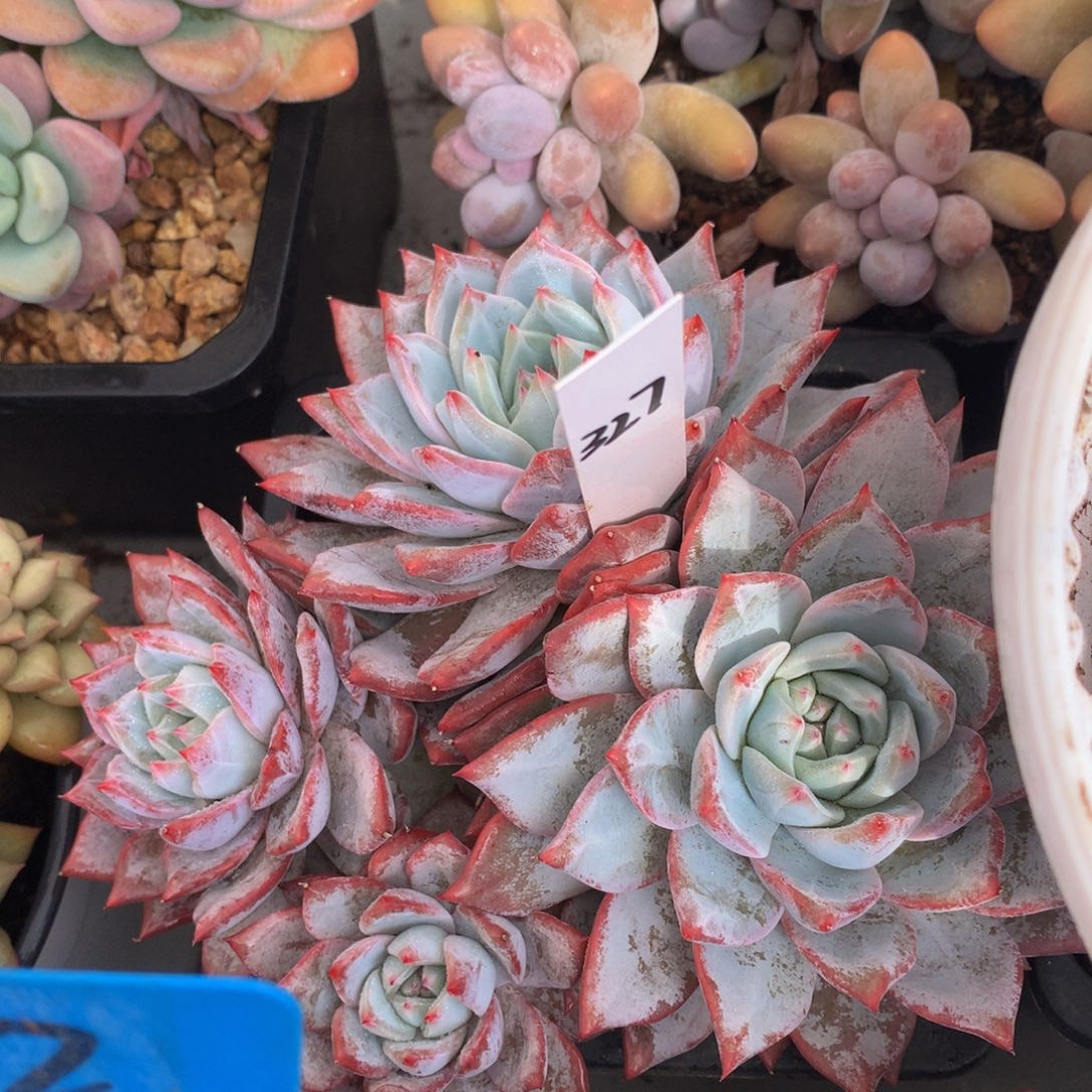 粉蓝鸟7272727272882