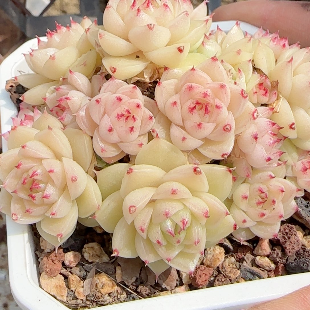 家****枚【闪购商品】0218-78紫心包子优选麦杆