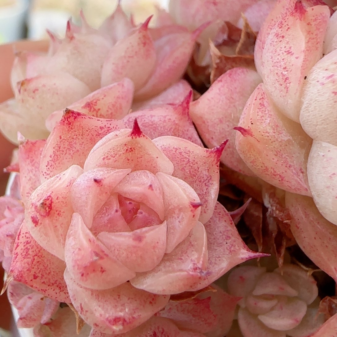 【闪购商品】0124-15粉心麦杆