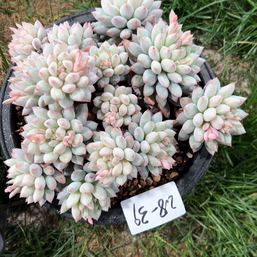 2.8-39明珠美人多头