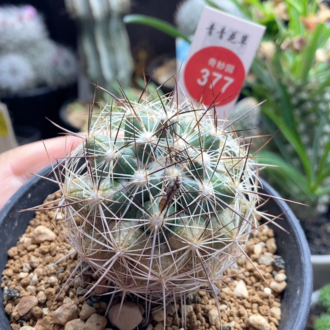 实生顶花黑云4.9cm侧面有斑