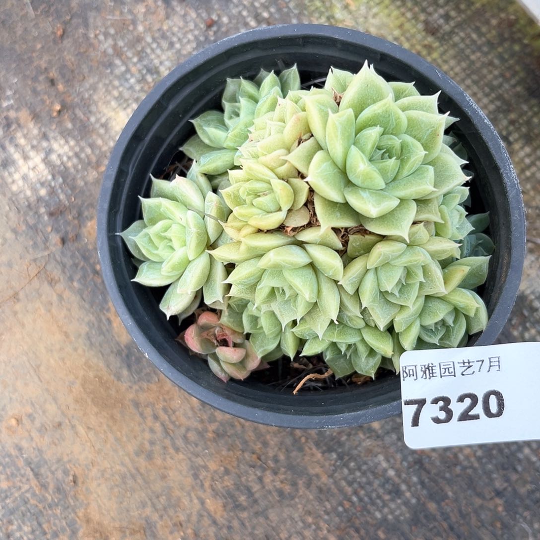 阿雅园艺。     7320