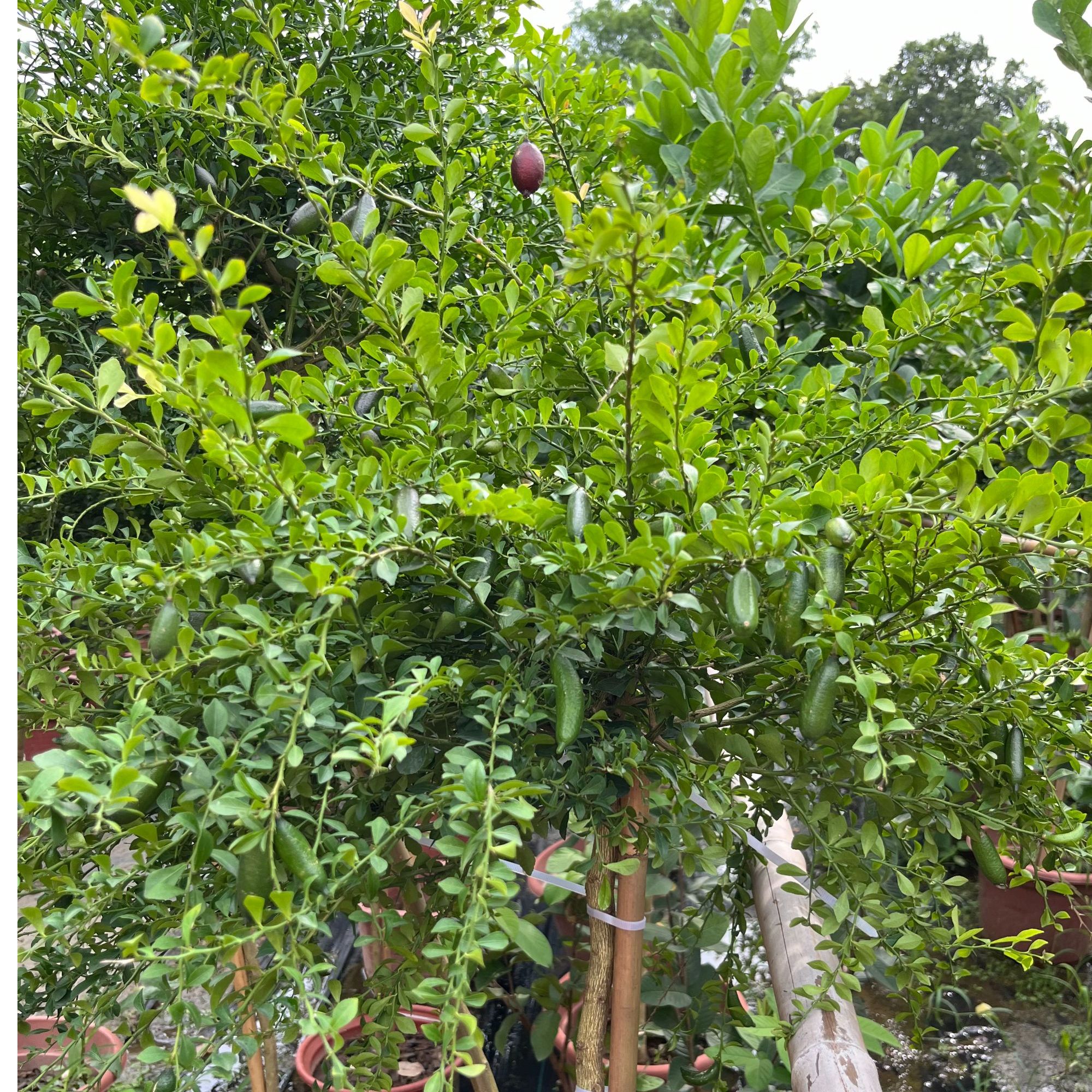 一物一拍香水柠檬红香槟手指柠檬阳台楼顶客厅庭院盆栽地栽绿植