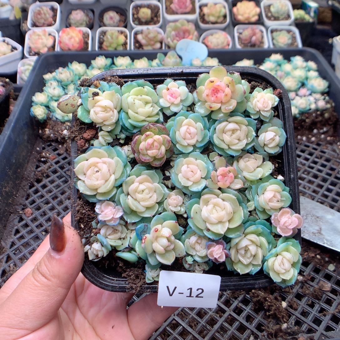 无花朵V12良辰英语