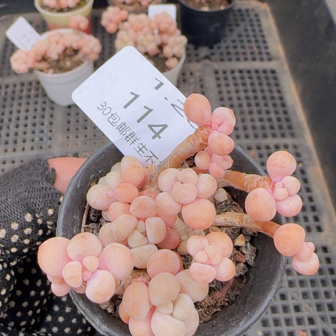 鱼子酱一颗脱土发货的