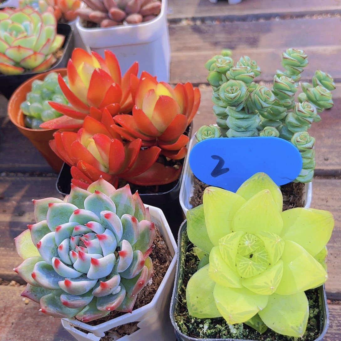 火祭群➕吉娃娃➕黄金雨露➕钱多多