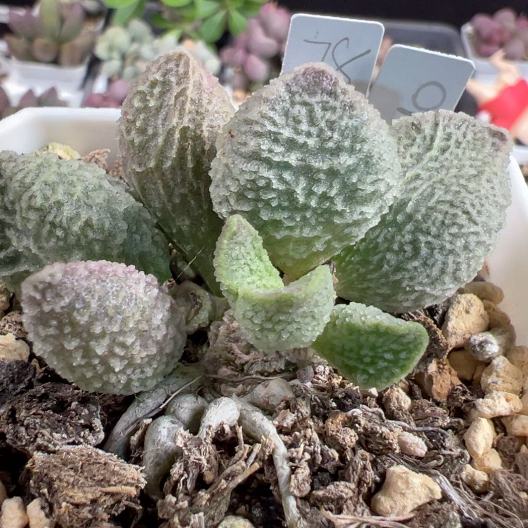 实生新品多头纯木质桩多肉