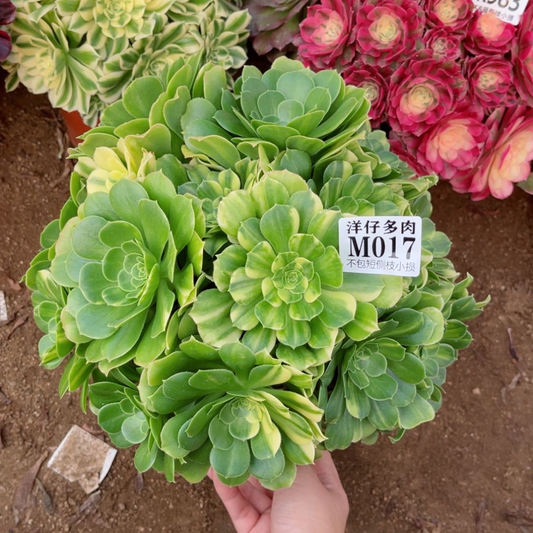 017五彩琉璃 冠幅30左右