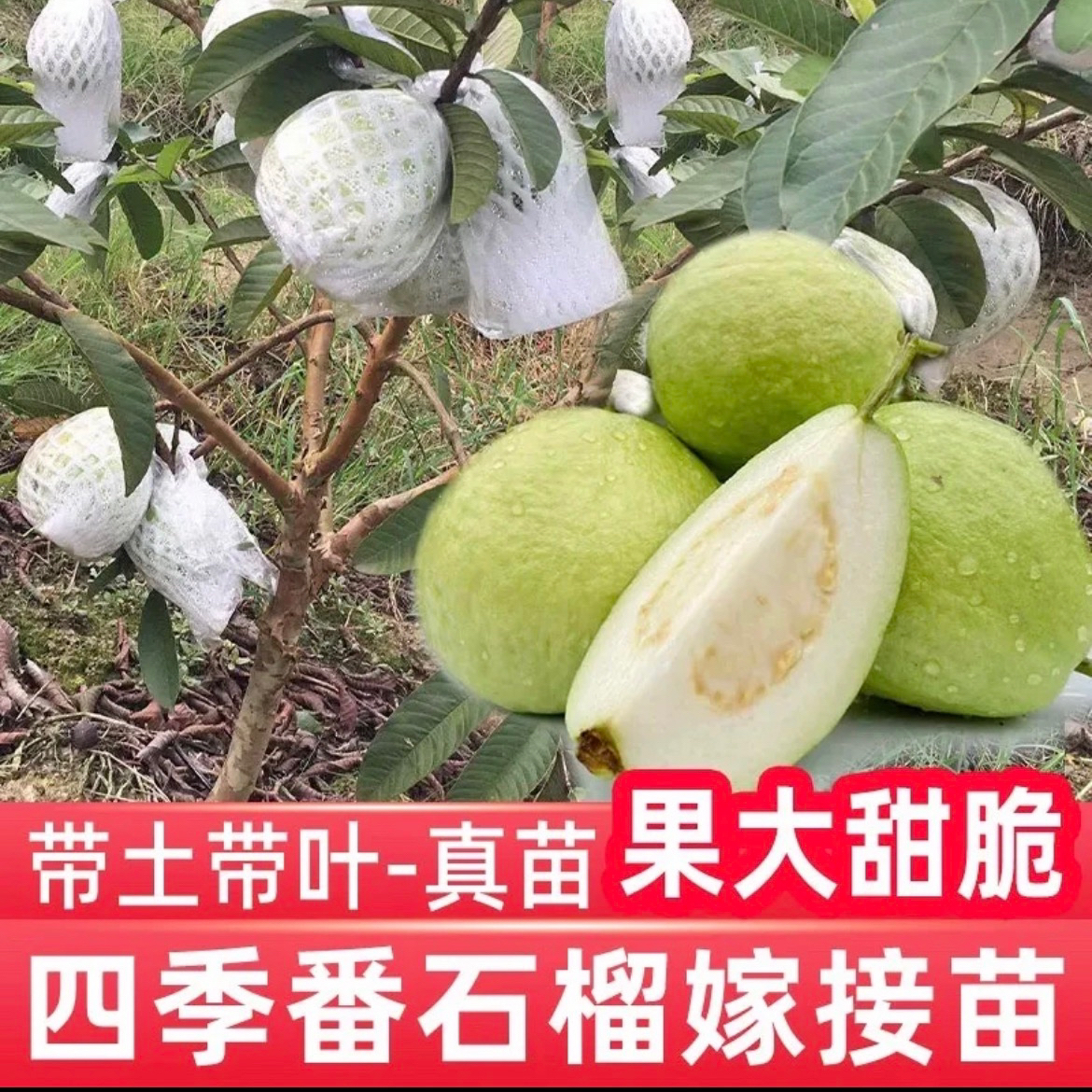 台湾珍珠番石榴苗庭院种植四季结果红心芭乐嫁接苗盆栽水果树苗
