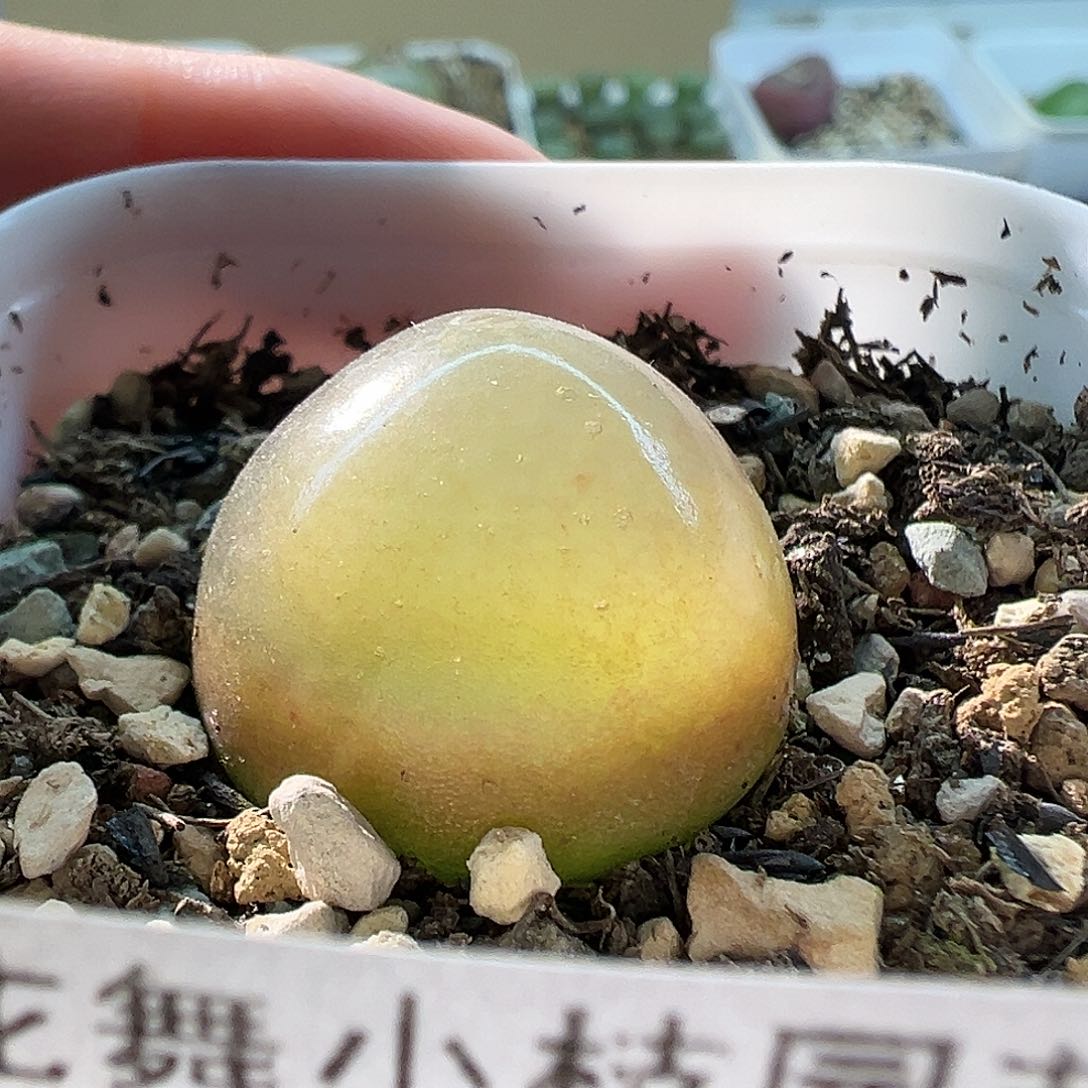 652灯泡111111111111