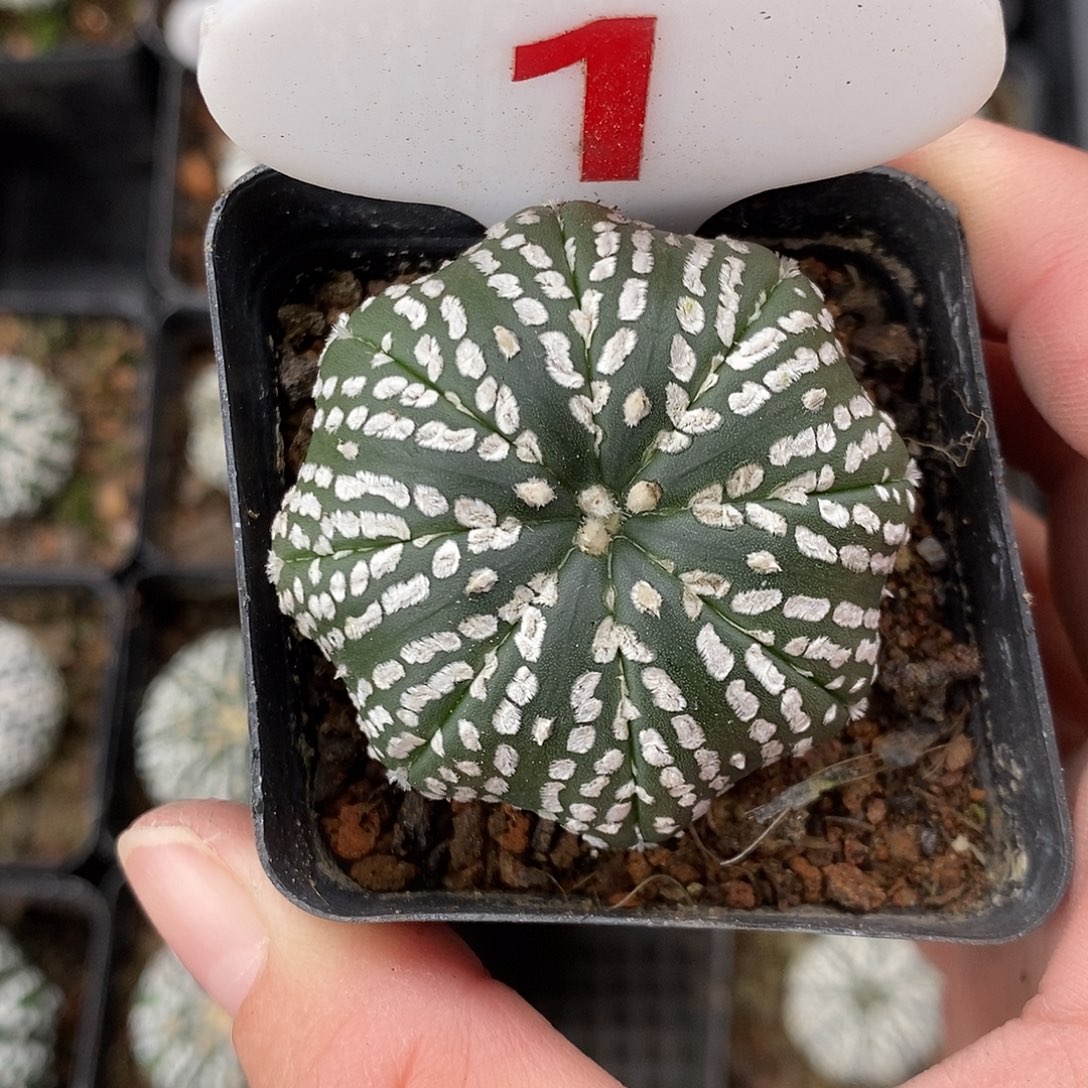 是***呀1兜系列特价包秒杀