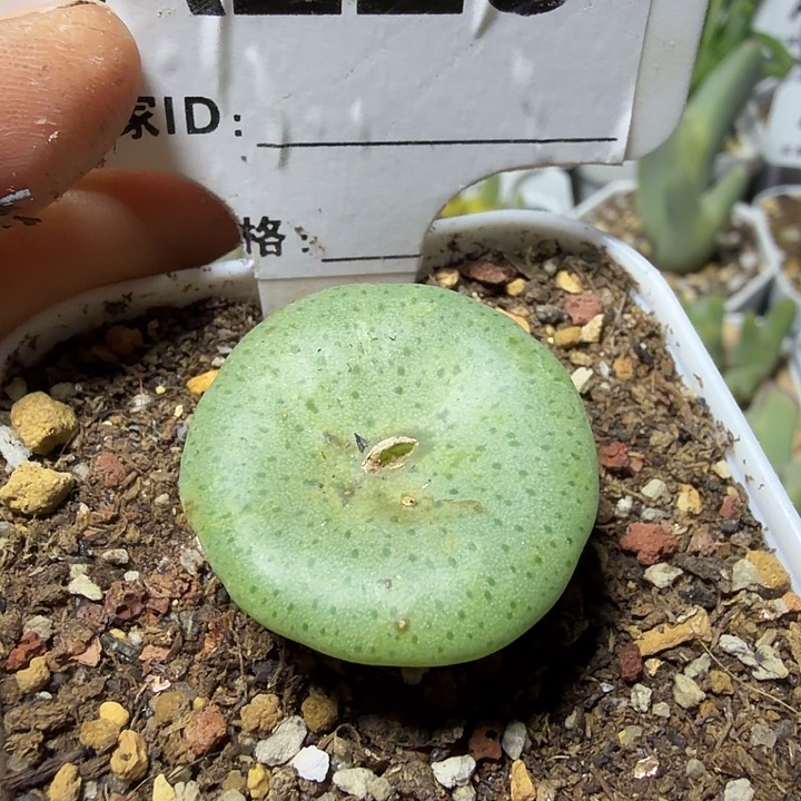 225。多肉植物的生长