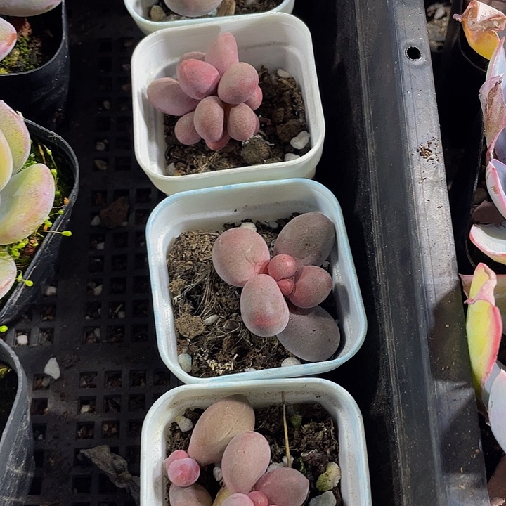 糖果美人带盆土发货