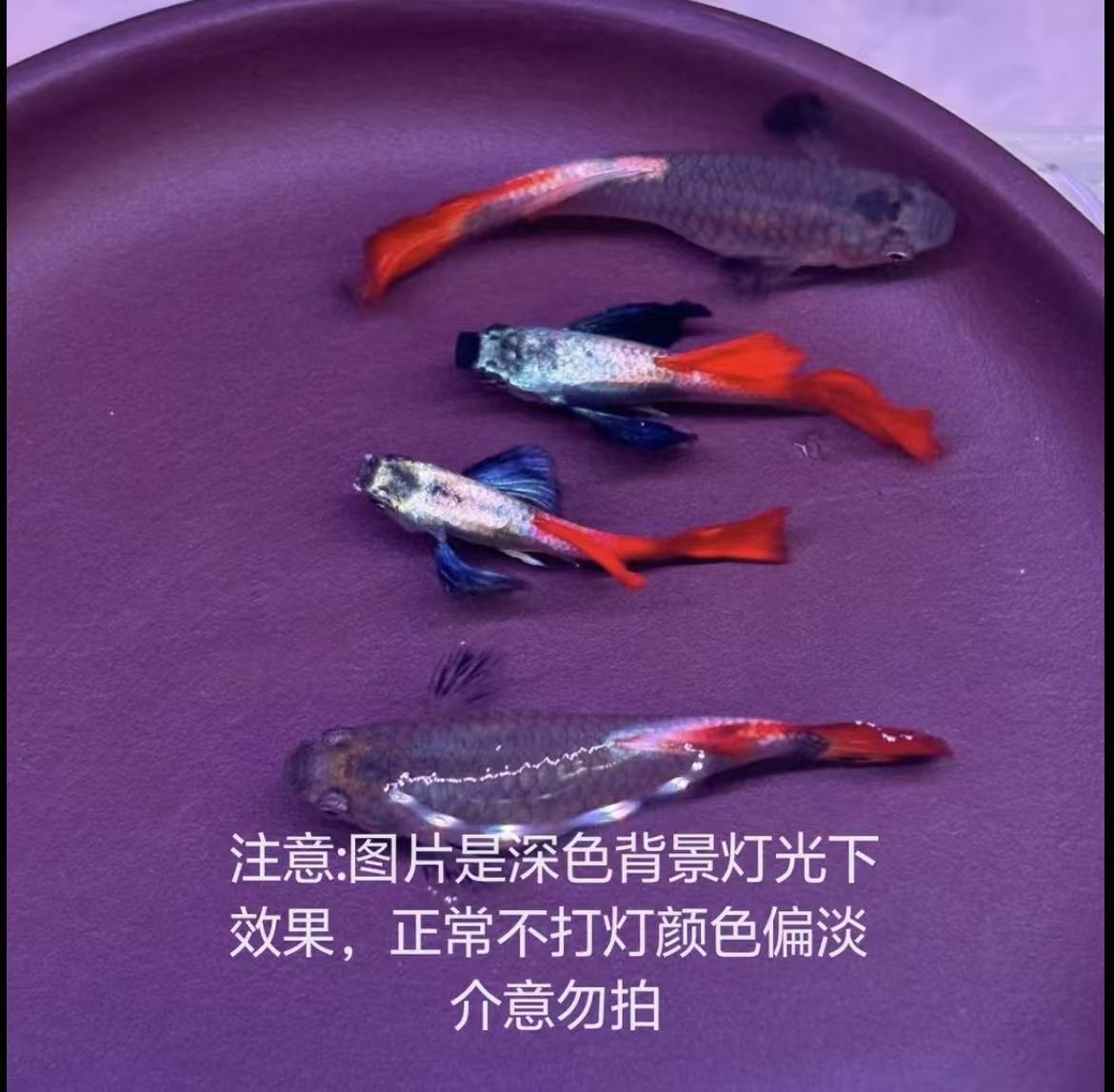 越系白金象耳高端孔雀成鱼15-30天繁殖