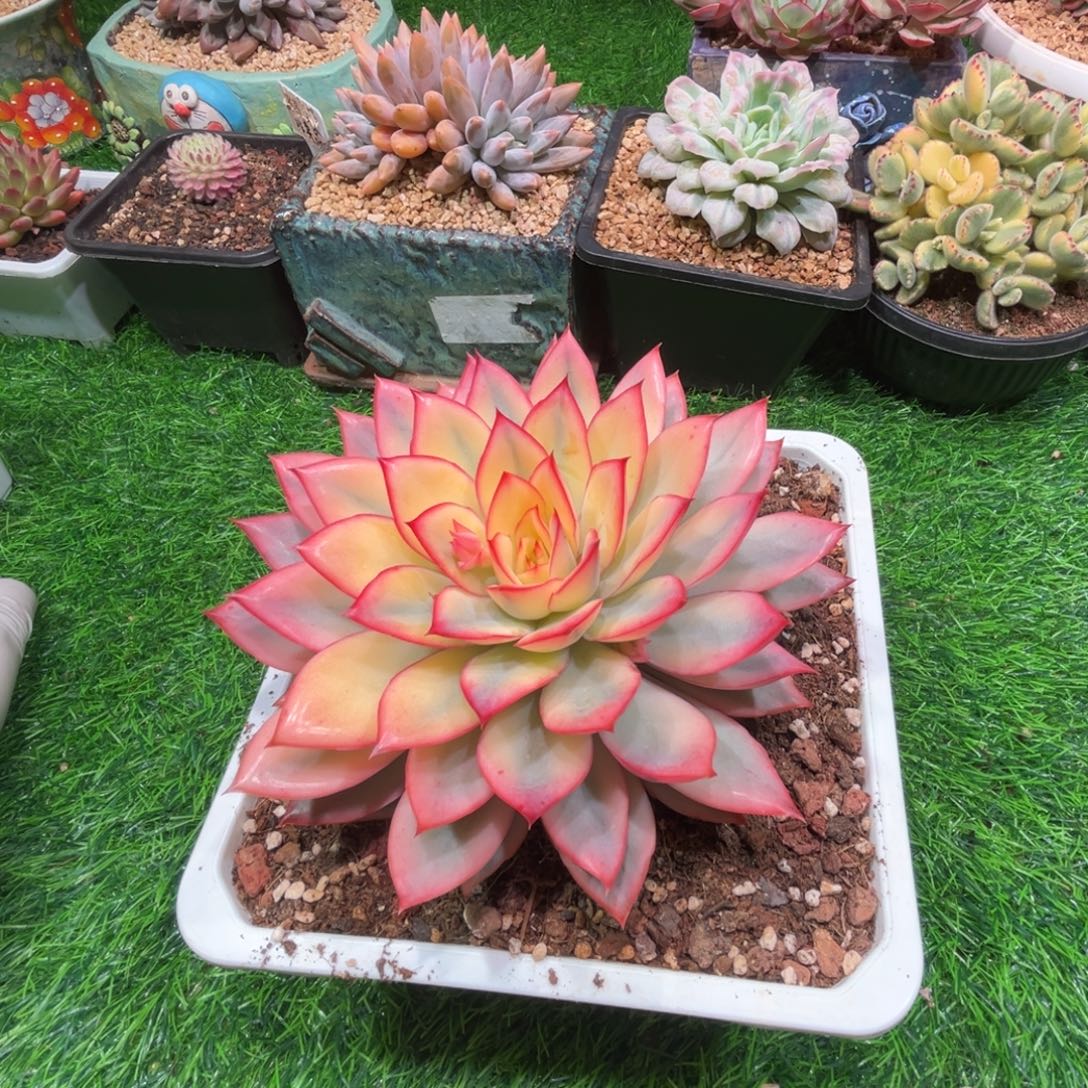 三***牛月光女神锦，一物一拍。  