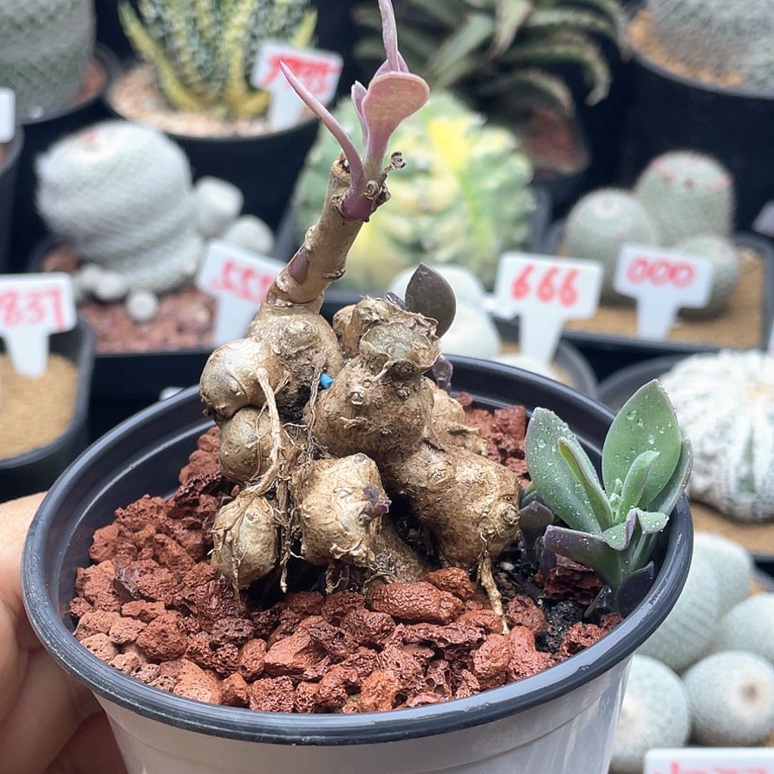 实生块根 紫冠龙