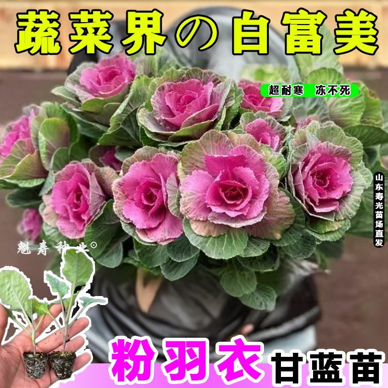 寿光超耐寒粉羽衣甘蓝苗秧观赏食用绿紫白羽衣甘蓝种子阳台庭院苗