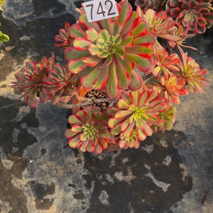 用***00000000000742月蝉折朵