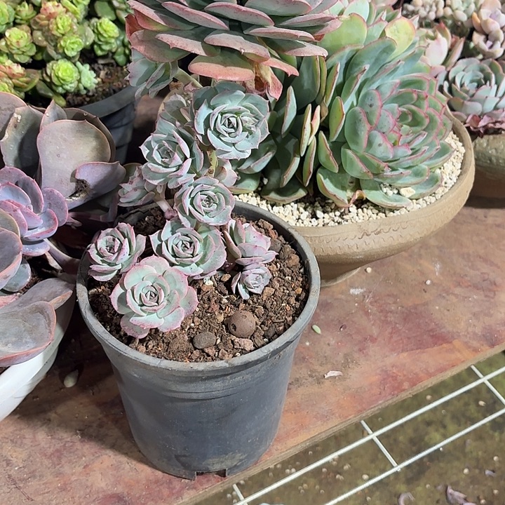 @***）多肉植物一物一拍方太
