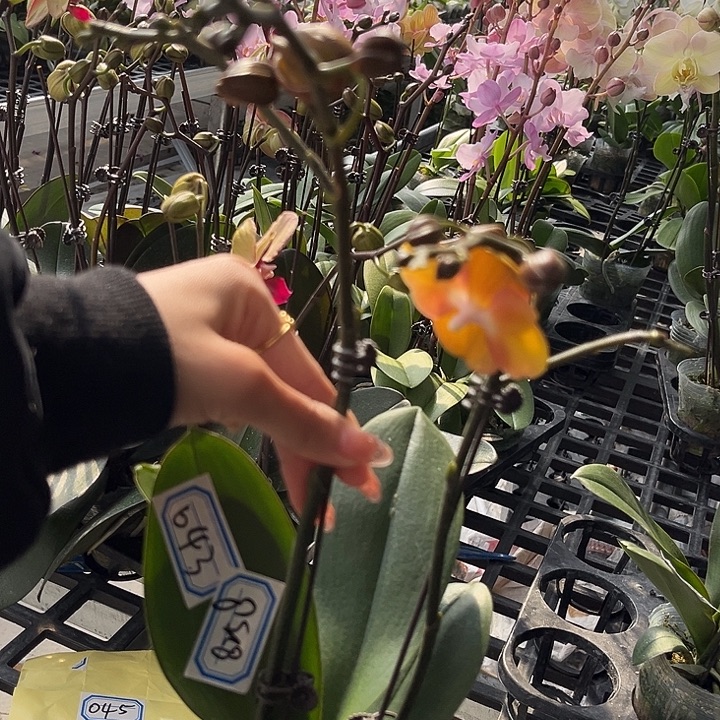 大部分花苞少量开放043无售后