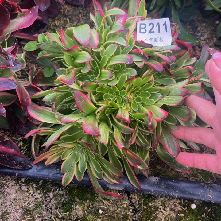 211朝霞多肉法师不包断枝