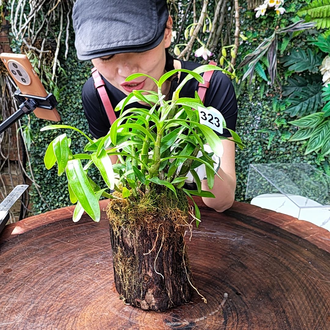 ?**丶323扭瓣花花花卉绿植