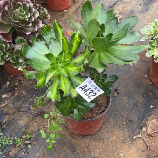 真***累432魅影七彩有砍不包断枝