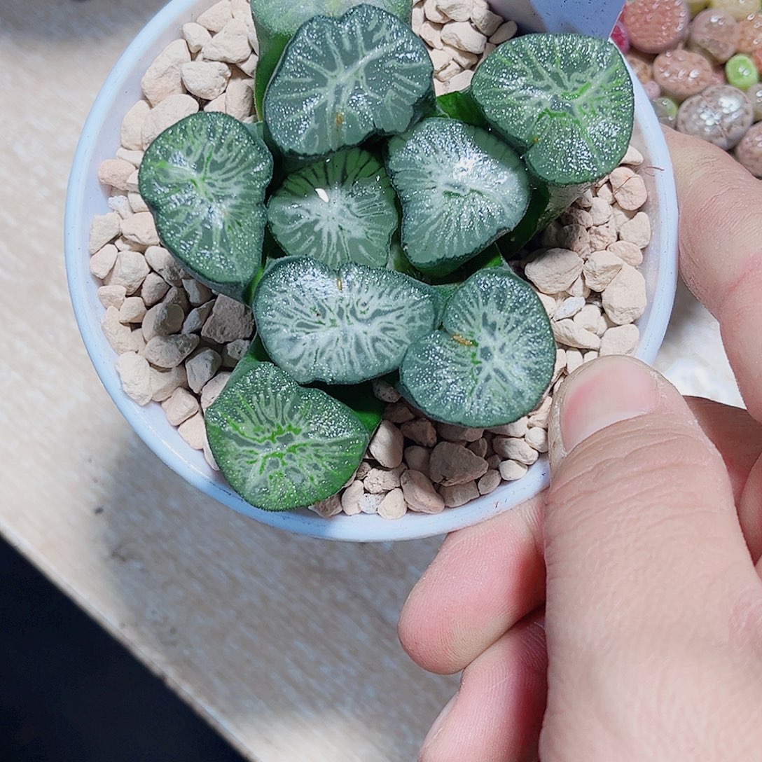 翡翠龙大万象新手好养