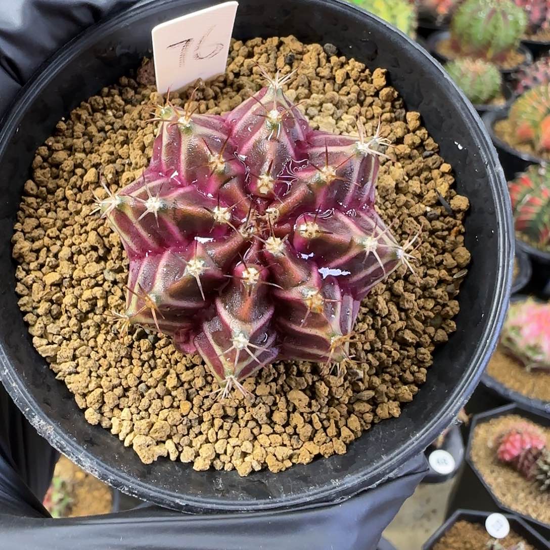 泰系名品侧芽喜欢直接拍