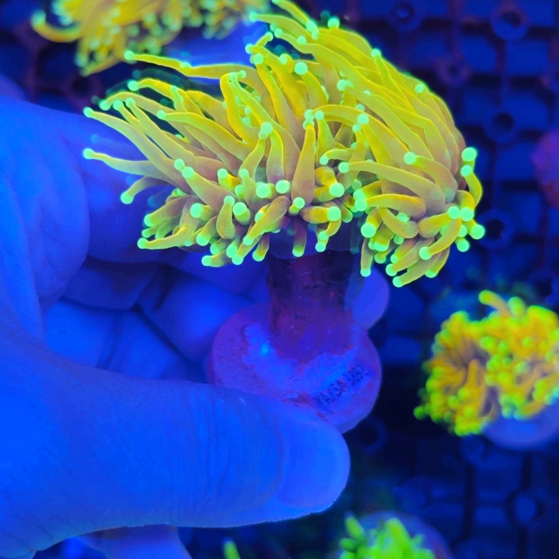 纽扣珊瑚双头龙魂