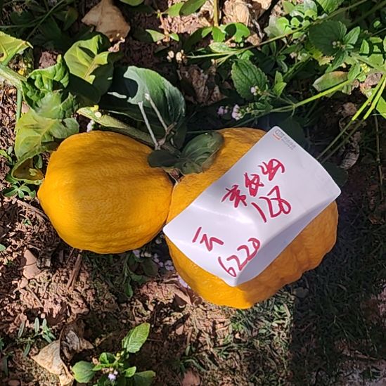 云***小黄金刚刚跟哈哈嘎嘎嘎嘎嘎