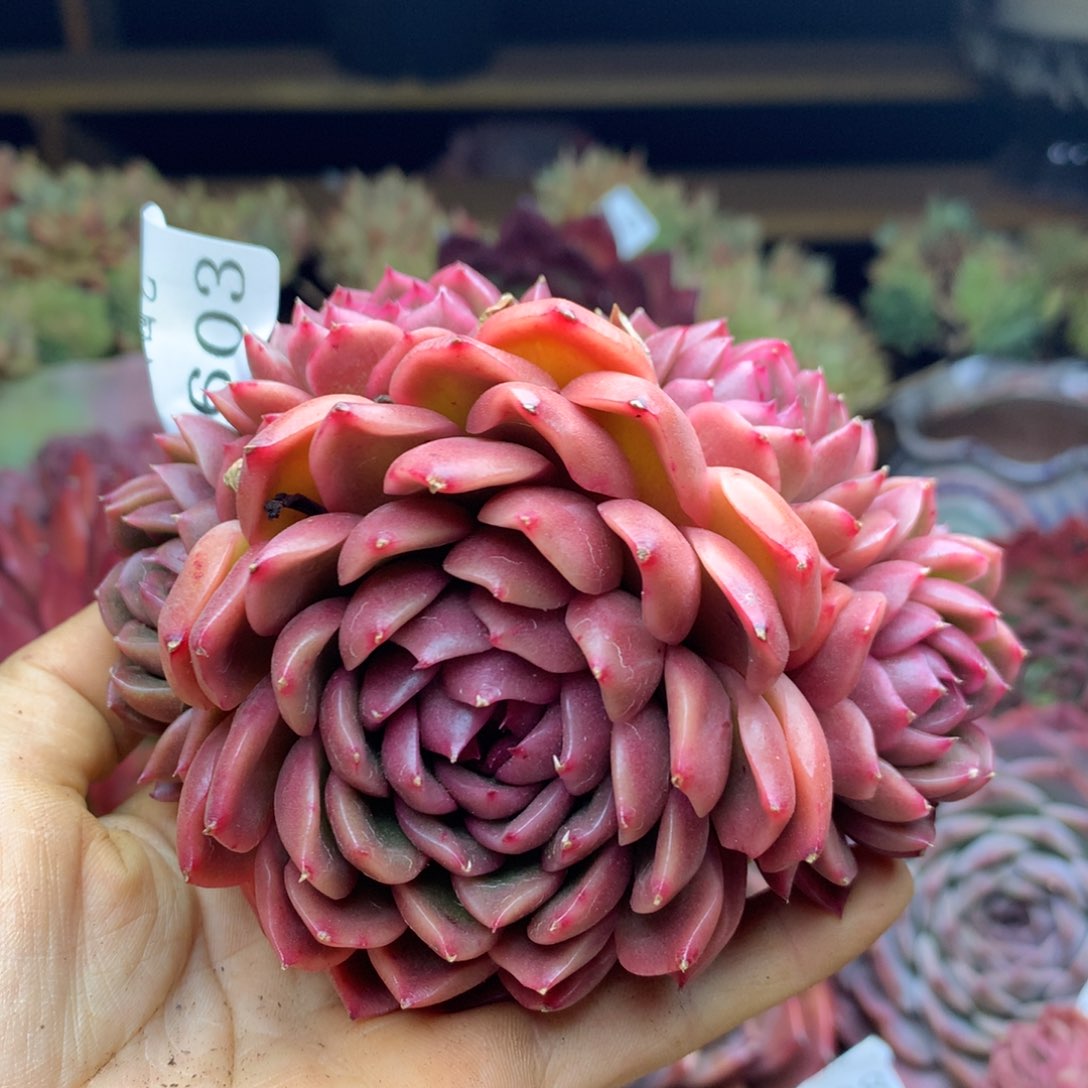 2603杂交精品基地冠10.5