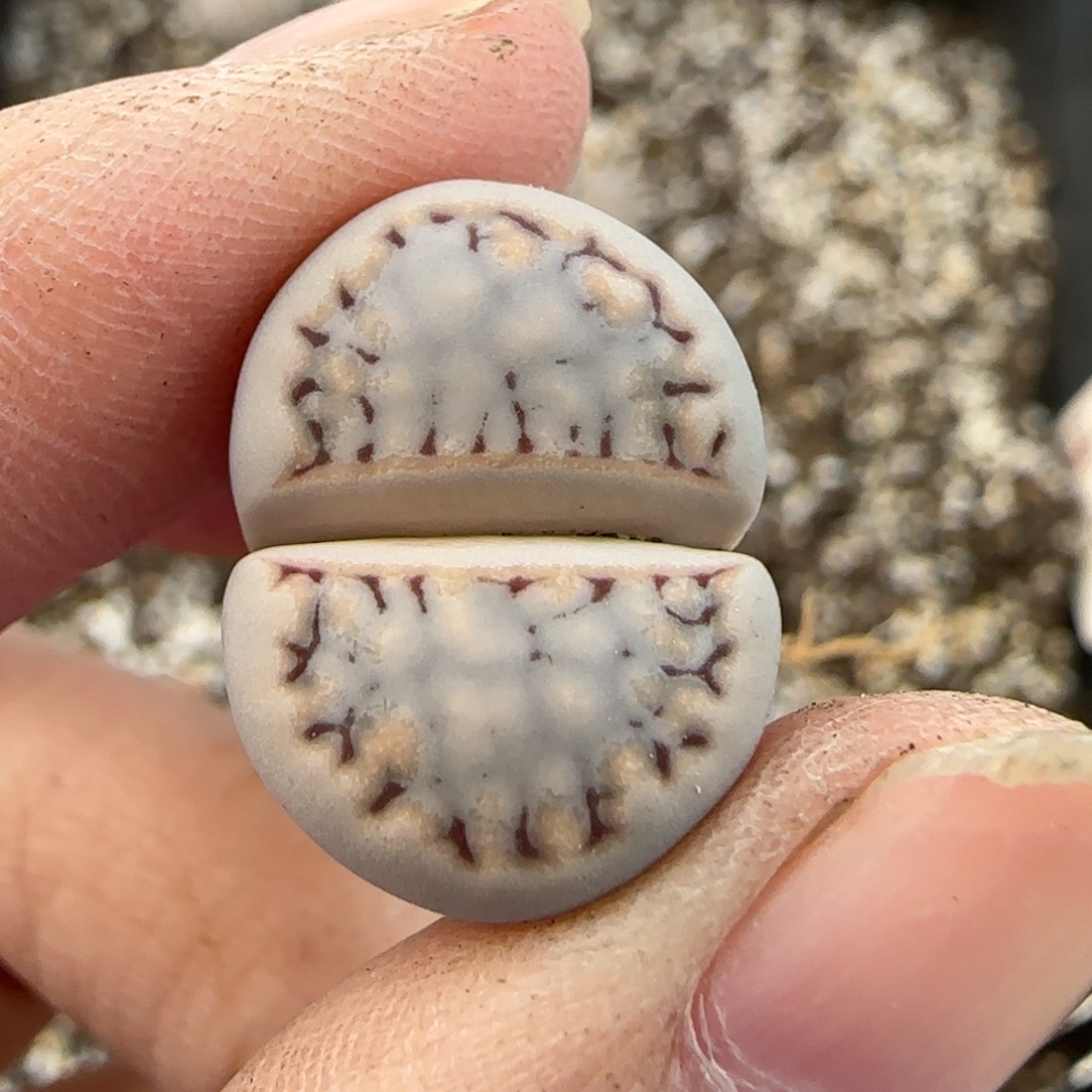 12.9爱萌多肉c217母本福利8165