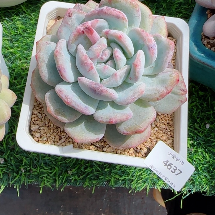 星影石化，4637多肉植物