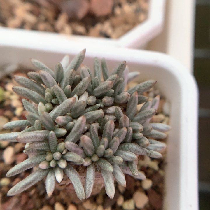 韧锦韧锦 块根植物