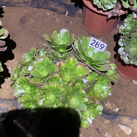 多肉植物法师289抹茶