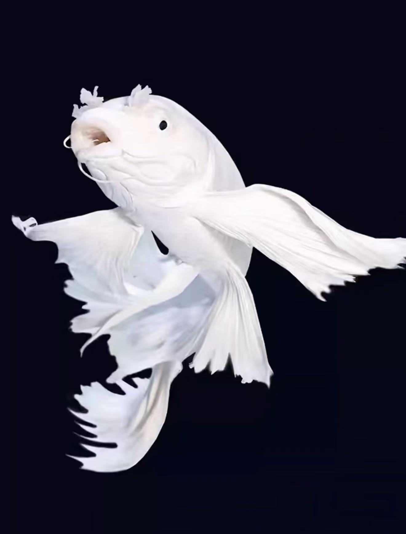 [白短球18-20cm]球体短身白色蝴蝶鲤鱼赛级观赏鱼渔场直发